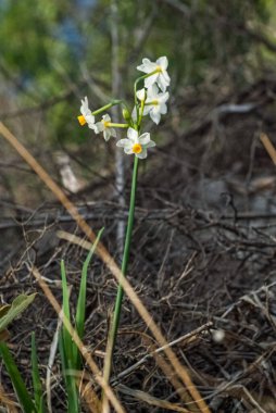 Beyaz narsisli çiçekler, özgün sarı trompetleriyle topraktan çıkar.