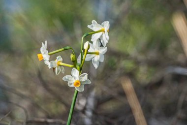 Beyaz narsisli nergisler, parlak sarı merkezli, rüzgarda yavaşça sallanan yeşil yaprakların bulanık arka planına karşı.