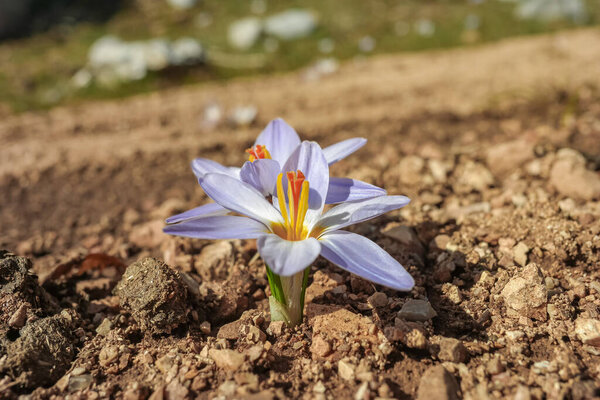 air of vibrant purple crocuses emerging from the soil. Their delicate petals, tinged with a hint of white, contrast beautifully with the earthy tones
