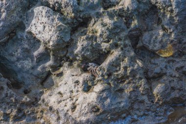 crab nestled amidst the crevices of a rocky shore. The crab's camouflaged appearance blends seamlessly with the textured rock clipart