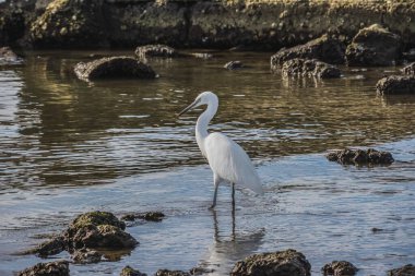 Balıkçıl sığ sularda yüzer.