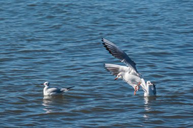 group of seagulls interacting on the water's surface. One seagull is taking off clipart