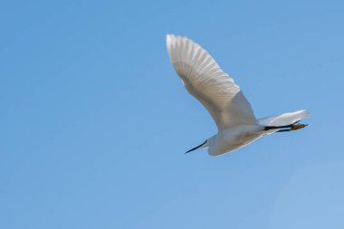 Little Egret in flight graceful wingspan are highlighted against the vast expanse of the sky clipart