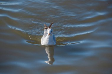 Oyuncu martı zarif bir şekilde suyun yüzeyinde sallanıyor.