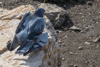 İki güvercin engebeli bir kayaya tünemiş.