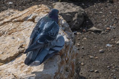 İki güvercin engebeli bir kayanın üzerine tünemiş, kentsel yaban hayatına huzurlu bir bakış sunuyorlar..