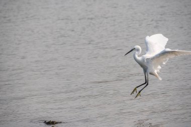 Akbalıkçıl zarif bir şekilde dingin sulara iniyor. Kuşun narin kanatları çok güzel aydınlatılmış tüylerinin karmaşık detaylarını gözler önüne seriyor.