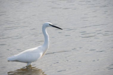 white egret stands elegantly in shallow water, its slender neck held high, and its long, pointed beak poised as if ready to catch a fish clipart