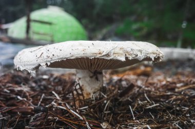 large, white mushroom takes center stage in this captivating image. Its cap, weathered and slightly tattered, resembles a delicate parasol. clipart