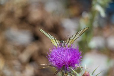 Güzel kırlangıç kelebeği canlı, mor bir devedikeni çiçeğinin üzerine tünemişti. Kelebeğin kanatları açıktır.