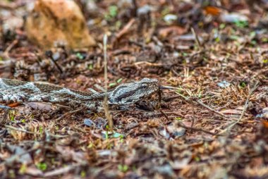 Zehirli yılan, muhtemelen bir Viper, kuru ve yapraklarla kaplı bir ortamda kamufle olmuş.