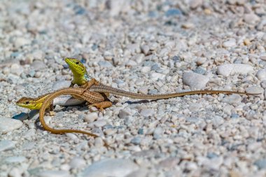 A Dynamic Duo: Lizards Engage in a Spirited Encounter - a moment of action and intrigue as two lizards face off on a bed of pebbles. Their vibrant colors and dynamic poses create a sense of movement and energy. clipart