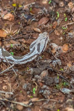 venomous viper coiled and ready to strike amidst a bed of fallen leaves and twigs.striking pattern of browns and grays, providing excellent camouflage. clipart