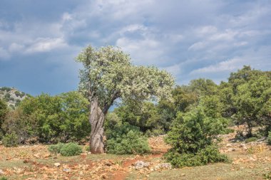 Akdeniz 'de zeytin ağacı, yalnız zeytin ağacı, buruşuk gövdesi ve gür yaprakları engebeli Akdeniz hindi manzarasıyla çelişiyor.