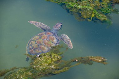 Bir kaplumbağa göl boyunca zahmetsizce hareket eder kabuğu hafif dalgalarla yüzeyi kırar. Yumuşak ışık dokulu desenini aydınlatır ve sakin bir sahne yaratır.