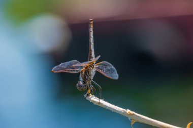 Yusufçuk bir dala tünedi, narin kanatları alacakaranlığın yumuşak ışığında parlıyordu. Bulanık mor ve yeşil arkaplan huzurlu bir kontrastlık yaratır