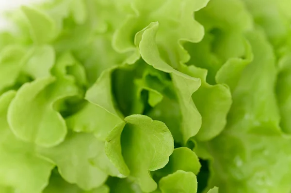 サラダグリーンオーク健康食品 — ストック写真