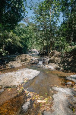 Sakin bir dağ deresi, yemyeşil kayaların ve ağaçların arasından süzülen güneş ışığıyla çevrili pürüzsüz kayaların üzerinden akar ve sakin bir doğal manzara yaratır..