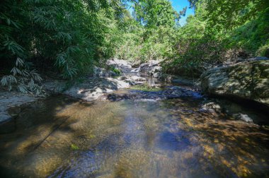 Serin yeşil bir ormanın içinden akan huzurlu bir akarsuyun resimsel görüntüsü. Güneş ışığı berrak suya nazikçe yansıyarak doğa aşıkları için ideal barışçıl bir atmosfer yaratır..