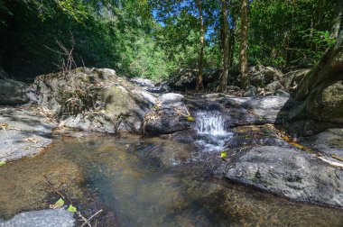 Canlı yeşilliklerle çevrili, gür bir ormandaki pürüzsüz kayaların üzerinden sakin bir dere akar. Doğa aşıkları için mükemmel, bu görüntü sükunetin ve vahşi doğanın özünü yansıtıyor..