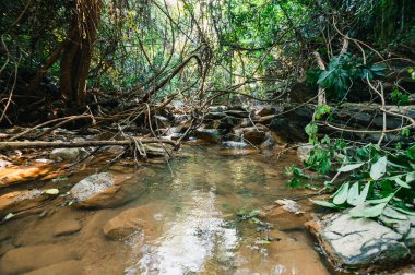 Bereketli yeşilliğin kalbine yerleşmiş huzurlu bir akarsuyun sükunetini keşfedin. Huzurlu bir doğal çevrenin özünü yakalayın..