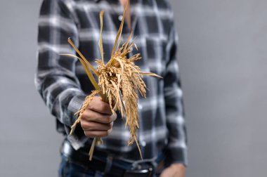 Kurumuş buğday saplarını gri arka planda tutan, tarımı ve hasadı sembolize eden, kırsal güzelliği ve doğal zenginliği temsil eden bir elin yakın çekimi..
