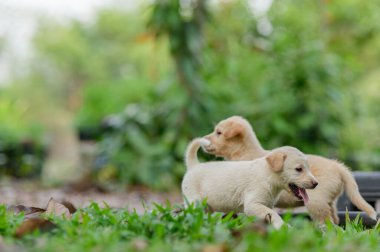İki canlı köpek yavrusu canlı bir bahçeyi keşfediyor, yemyeşil ortamda neşeli etkileşimler sergiliyor, mutluluk ve masumiyet hislerini çağrıştırıyor..