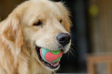 Neşeli bir Golden Retriever, neşeli tavrını ve neşeli ruhunu sergileyen renkli bir topu ağzında tutuyor. Yakın plan, evcil hayvan ve sahibi arasındaki bağı yakalar..