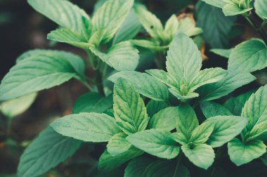 Yeşillik yeşil nane yaprakları doğanın özünü yakalıyor, aşçılık için mükemmel, bitkisel ilaçlar, ve yemeklerinize taze bir aroma ekliyor..