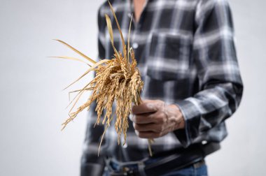 Bir çiftçi, tarımın kendini adamışlığını ve çalışkanlığını simgeleyen taze toplanmış pirinç saplarını gururla sergiler. Bu görüntünün kırsal kesimdeki cazibesi kırsal yaşamın özünü yansıtıyor..