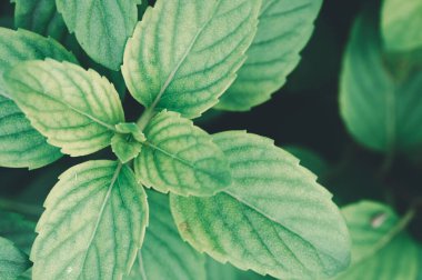 Taze yeşil yaprakların bu yakın plan görüntüsüyle doğanın özünü yakalayın, canlı renklerini ve karmaşık dokusunu doğal ışık altında sergileyin..