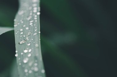 Yağmurdan sonra yeşil bir yaprağın üzerinde dinlenen tatlı su damlacıklarının güzelliğini keşfedin. Bu sakin yakın çekim doğanın karmaşık detaylarını yakalar.