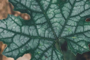 Bu yakın plan resim, doğada bulunan karmaşık damar desenlerini ve organik dokuları vurgulayan narin su damlacıklarıyla süslenmiş canlı yeşil bir yaprak sergiliyor..