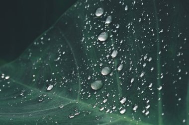 Bu resim, yemyeşil bir yaprağın üzerinde dinlenen ve doğanın güzelliğini vurgulayan zarif su damlacıklarını sergiliyor. Tazelik ve ekolojiyle ilgili konular için mükemmel.