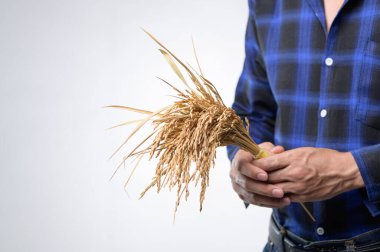 Bir insan elinde taze pirinç sapı tutarak mavi kareli gömlek giyerken tarımın ve çiftçiliğin güzelliğini gösteriyor..