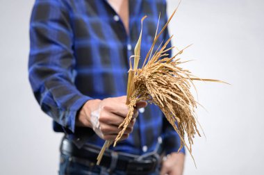 Bir çiftçi, taze kesilmiş pirinç saplarını gururla elinde tutar. Tarımsal adanmışlık ve doğal gıda yetiştirmenin güzelliğini gösterir..
