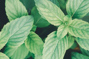 Bu yakın plandaki taze yeşil yaprakların güzelliğini keşfedin. Doğa, sağlık ve botanik temalar için mükemmel. Çevre dostu tasarımlar için ideal..