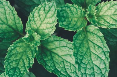 Canlı yeşil nane yapraklarını, karmaşık ayrıntıları ve su damlacıklarını keşfedin. Mutfak, sağlık ya da bahçe işleri için mükemmel. Bu yapraklar tazeliği temsil ediyor..