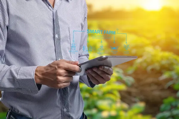 Modern bir çiftçi akıllı tarım teknolojisini uygulamak, tarım uygulamalarını geliştirmek ve canlı bir tarla ortamında sürdürülebilir büyümeyi desteklemek için bir tablet kullanır..