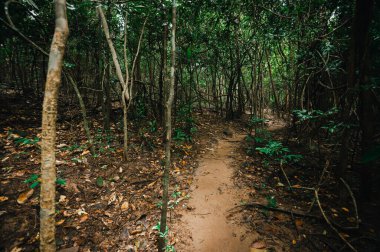 Canlı bir ormanın içinden geçen sakin bir yol keşfedin, büyüleyici Jetkot Şelalesi 'ne, doğa aşıkları ve maceracılar için görülmesi gereken bir yer..
