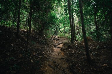 Yeşillikler arasında kıvrılarak, gizli bir şelaleye uzanan sakin bir yürüyüş yolu keşfedin. Doğa aşıkları ve macera arayanlar için mükemmel bir kaçış..