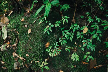 Şelalenin yanında yemyeşil yapraklar ve canlı bitkilerin bulunduğu sakin bir manzara keşfedin. Doğanın güzelliğini ve sükunetini yakalamak için mükemmel..