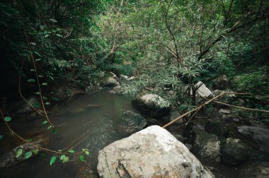 Serin bir akarsuyun yemyeşil sularda dolaştığı sakin bir orman manzarası keşfedin. Bu huzurlu doğa ortamında doğanın rahatlatıcı güzelliğini hissedin..