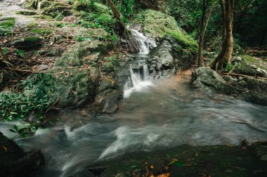 Bereketli yeşil bir ormanda akan sakin bir şelalenin güzelliğini hissedin. Bu sakin sahne doğanın özünü yakalar ve canlandırıcı bir kaçış sunar..