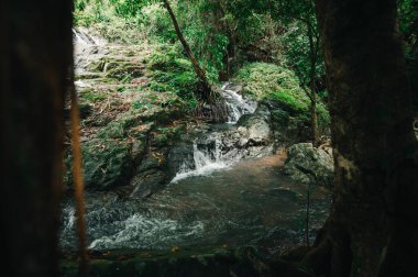 Serin bir şelale keşfedin yemyeşil bir alanda akan, doğal aşıklar için mükemmel dinginlik ve macera arayan canlı bir tropikal manzara.