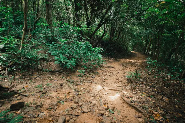 Bereketli yeşilliklerle çevrili sakin bir yürüyüş yolu keşfetmek, sakin bir orman ortamında macera arayan açık hava meraklıları için mükemmel..