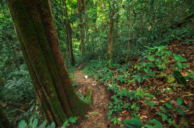 Tayland, Chiang Mai 'de güzel bir şelaleye uzanan yoğun yeşillik boyunca sakin bir patika keşfedin. Doğa aşıkları ve maceracılar için mükemmel..