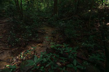 Kendini Chiang Mai, Tayland 'daki bir şelalenin yakınındaki yemyeşil bir ormanın huzurlu atmosferine bırak. Doğa aşıkları için mükemmel bir macera..