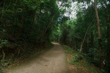 Tayland, Chiang Mai 'de büyüleyici bir şelalenin yakınındaki yemyeşil çimenlikte süzülen sakin bir yol keşfedin. Doğa aşıkları ve gezginleri için mükemmel..