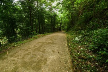 Chiang Mai 'deki çarpıcı şelalenin yakınındaki yemyeşil çimenlikte dolambaçlı sakin bir yol keşfedin, doğa aşıkları ve macera arayanlar için mükemmel..